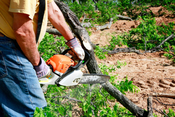 Best Utility Line Clearance  in Quinlan, TX